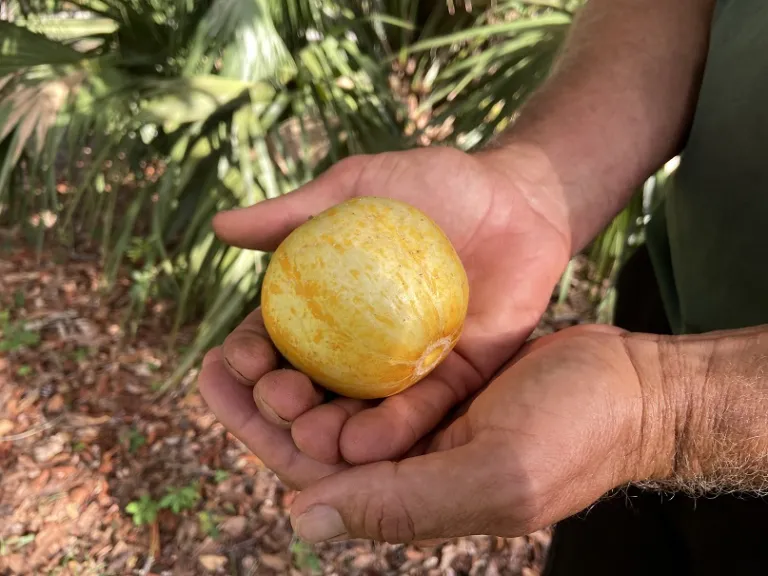 Cucumis sativus 'Lemon' fruit