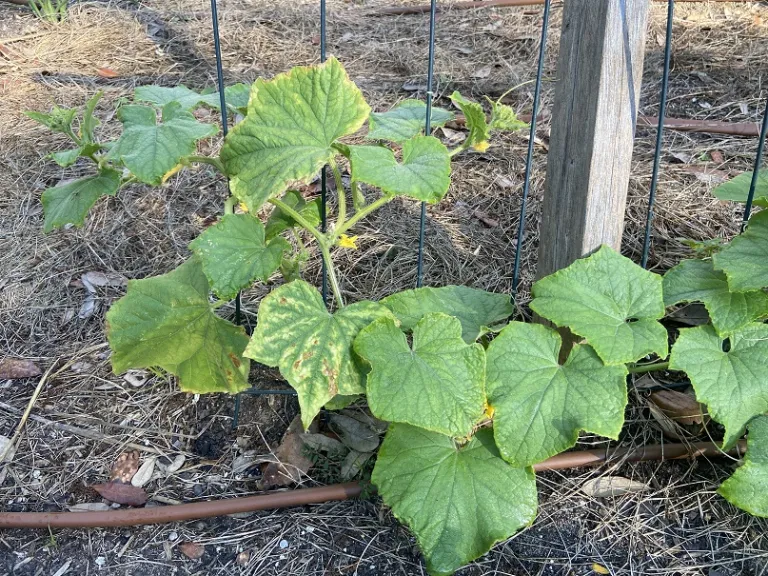 Cucumis sativus 'Poinsett 76' habit