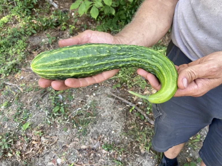 Cucumis sativus 'Suyo Long' fruit