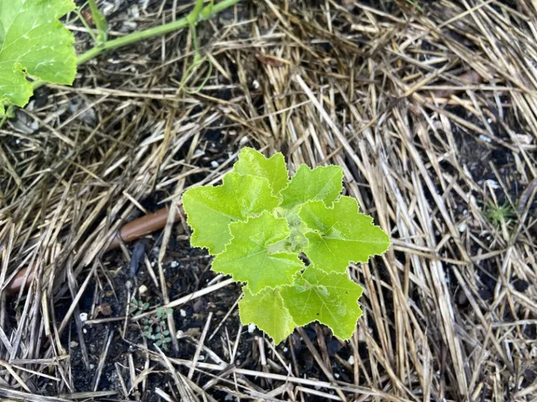 Cucurbita maxima 'Winter Sweet' foliage