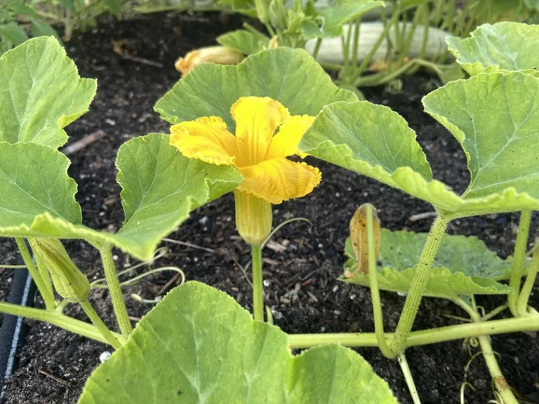 Cucurbita maxima 'North Georgia Candy Roaster' | Brookgreen