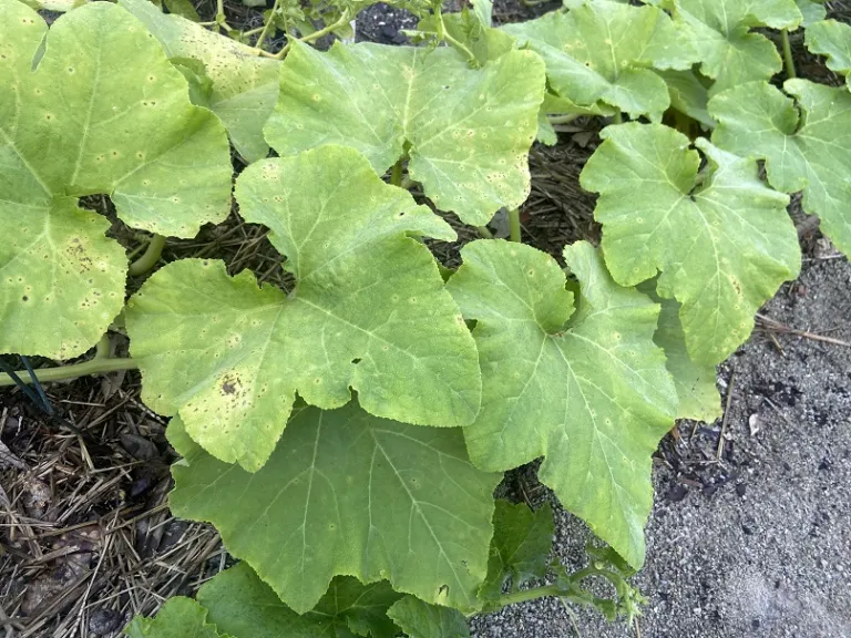 Cucurbita moschata 'Tan Cheese' foliage