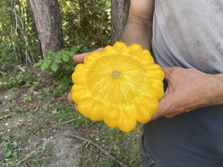 Cucurbita pepo 'Golden Bush Scallop' fruit bottom