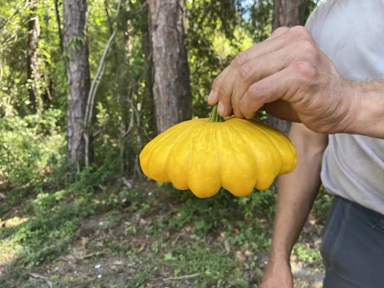 Cucurbita pepo 'Golden Bush Scallop' fruit