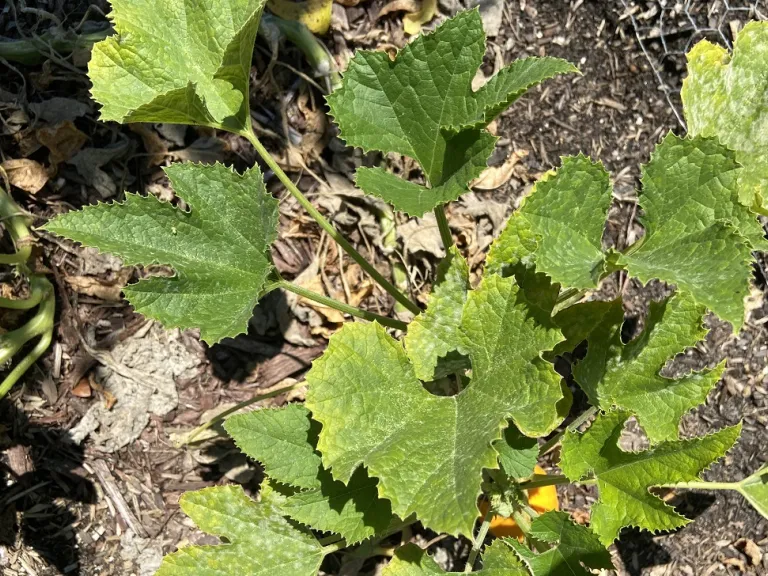 Cucurbita pepo 'Lemon' foliage