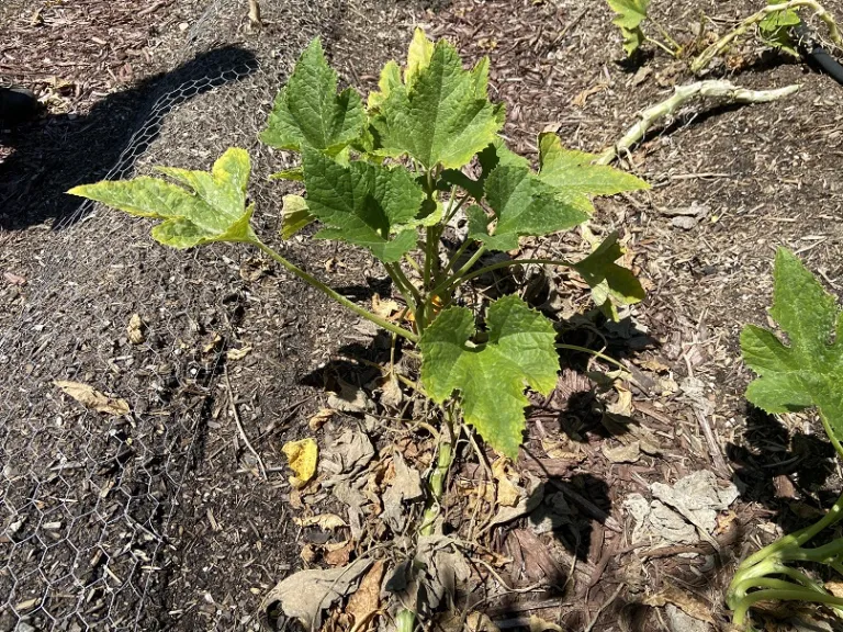 Cucurbita pepo 'Lemon' habit