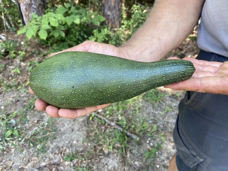 Cucurbita pepo var. cylindrica 'Dark Green'