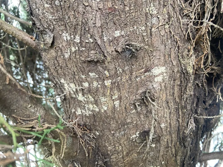 Cupressus sempervirens bark