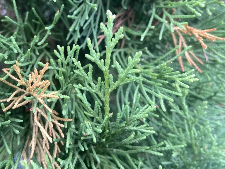 Cupressus sempervirens foliage