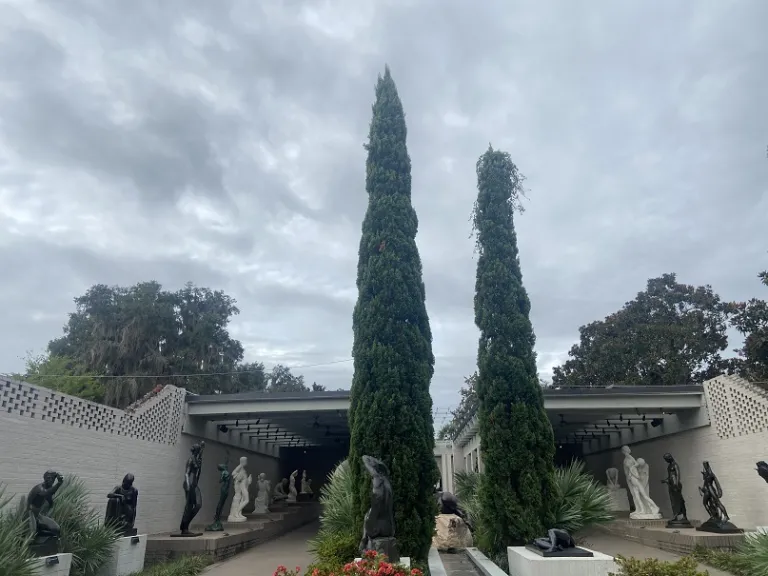 Cupressus sempervirens habit