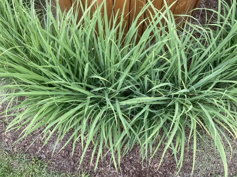 Cymbopogon citratus foliage