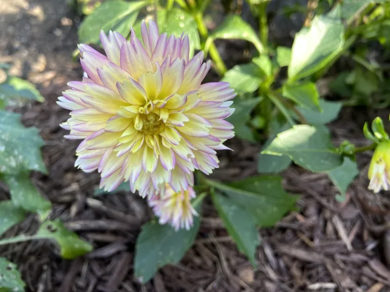 Dahlia 'XXL Sunset' flower