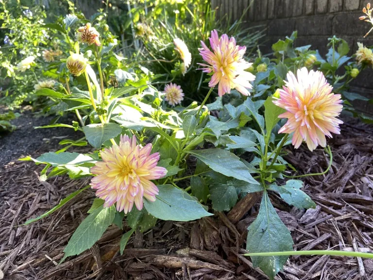 Dahlia 'XXL Sunset' flowering habit