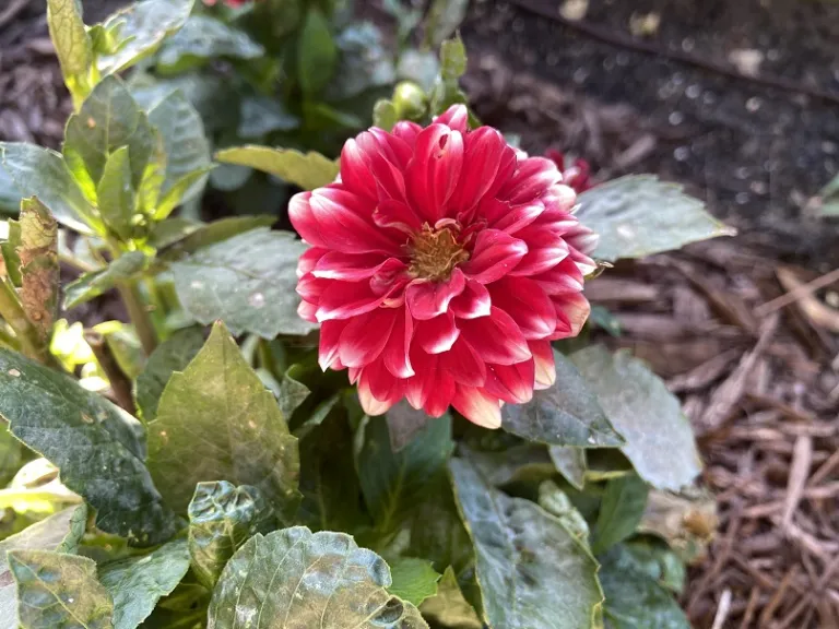 Dahlia (Dalina® Grande Merida) flower