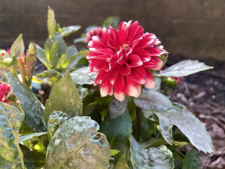 Dahlia (Dalina® Grande Merida) flower