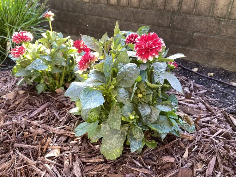 Dahlia (Dalina® Grande Merida) flowering habit