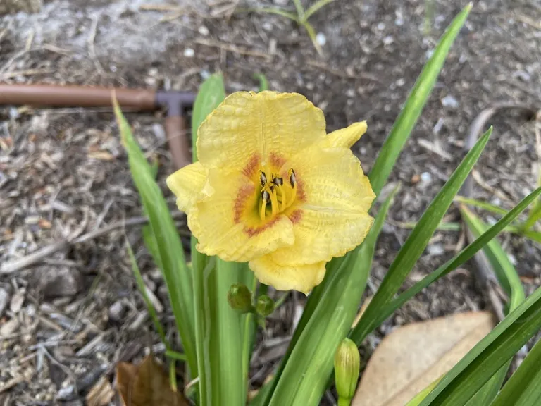 Hemerocallis 'Dash Dash' flower