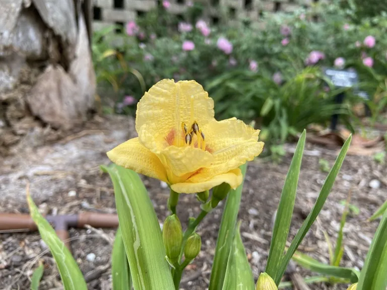 Hemerocallis 'Dash Dash' flower