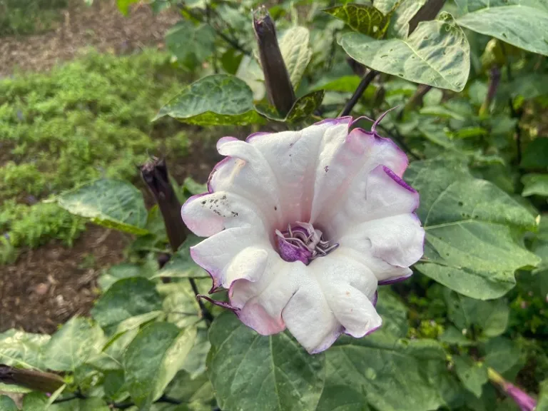 Datura metel flower