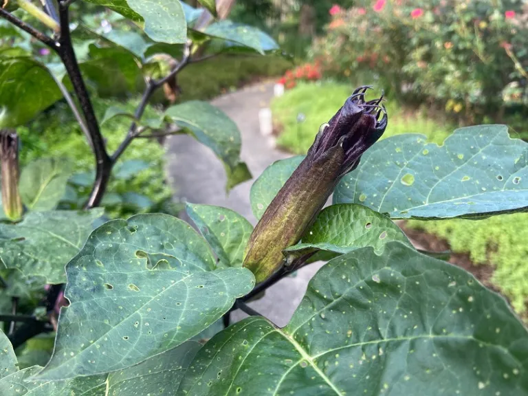 Datura metel flower bud