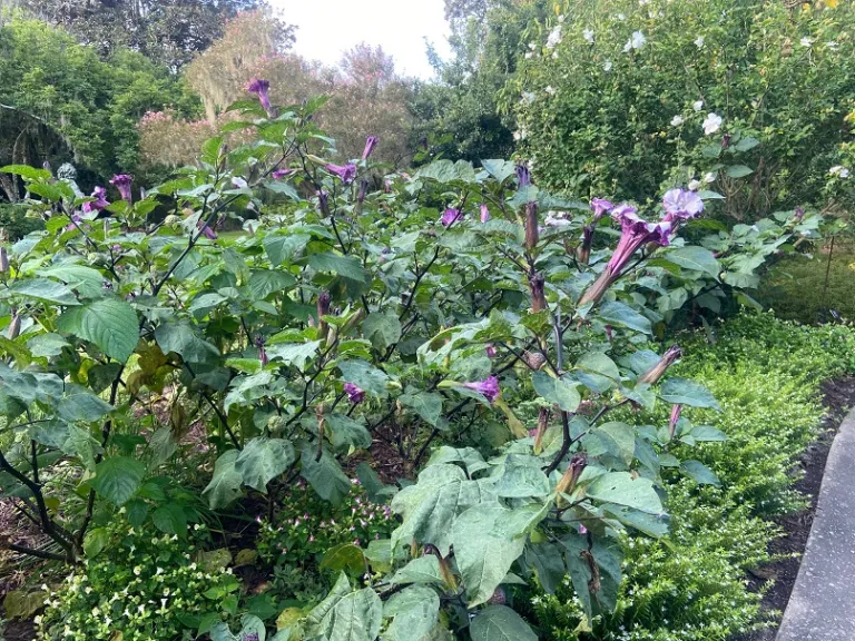 Datura metel habit