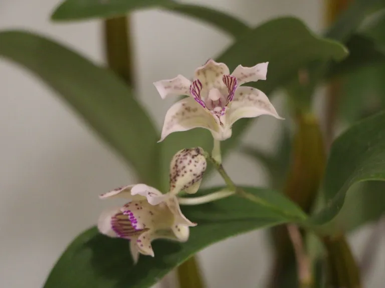 Dendrobium 'Chocolate Chip' flower