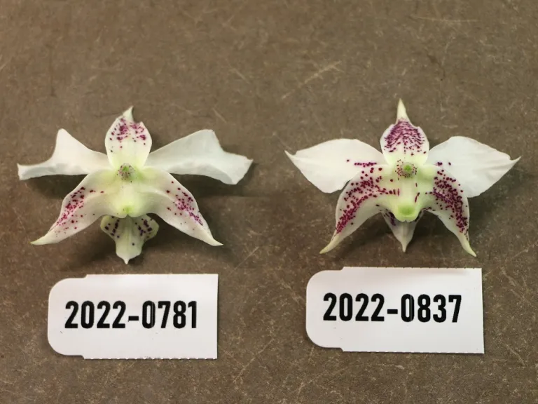 Dendrobium Diane Meyer x Royal Wings back of flowers comparison of Accession #2022-0781 and Accession # 2022-0837