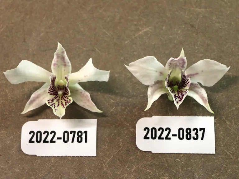 Dendrobium Diane Meyer x Royal Wings 2022-0781 and 2022-0837 front of flowers comparison