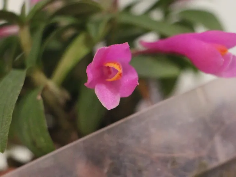 Dendrobium Ecuagenera Rainbow flower