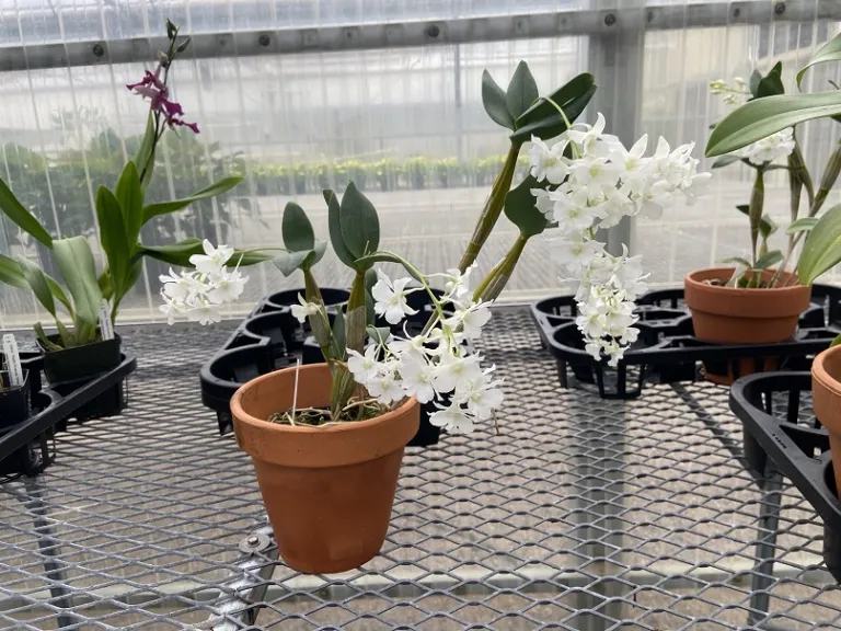 Dendrobium Mini Snowflake flowering habit