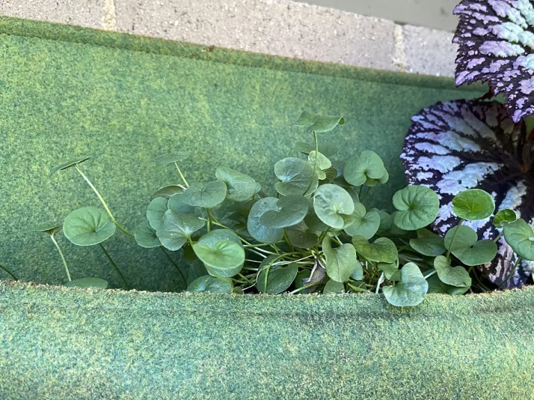 Dichondra repens 'Emerald Falls' habit