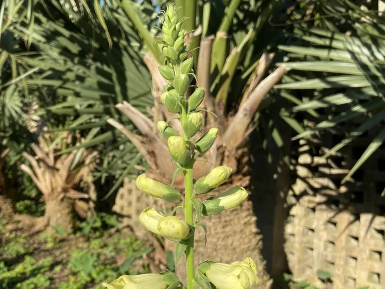 Digitalis purpurea 'Camelot Cream' flower buds