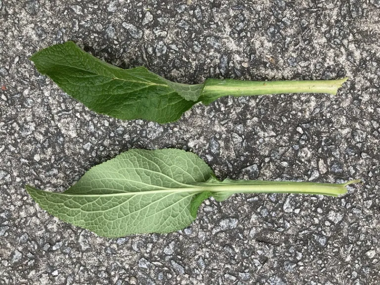 Digitalis purpurea 'Dalmatian Peach' leaf front and back