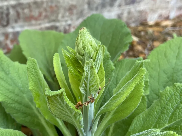 Digitalis purpurea 'Pam's Choice' flower spike beginning