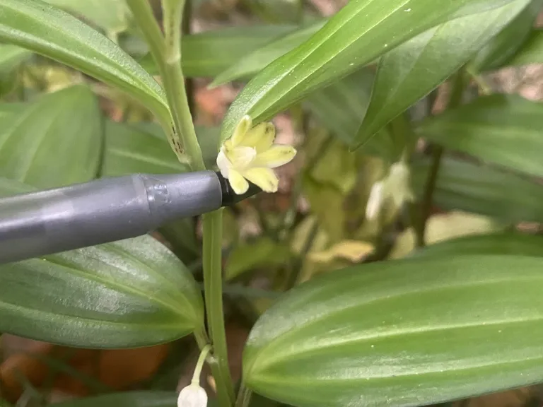 Disporopsis pernyi flower