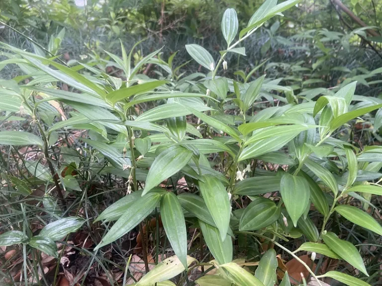 Disporopsis pernyi foliage