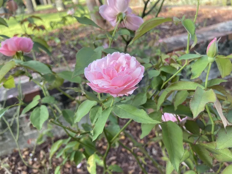 Rosa 'Duchesse de Brabant' flower