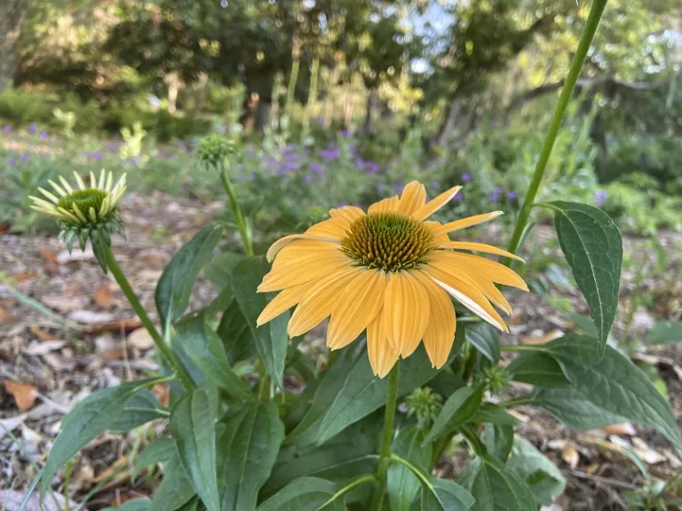 Echinacea × hybrida 'Balsomold' (Sombrero® Granada Gold) flower