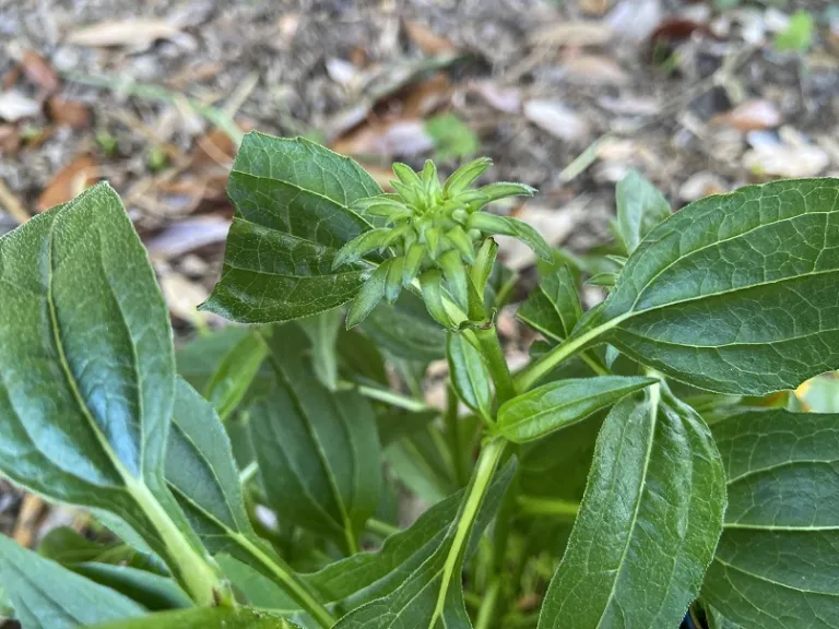 Echinacea × hybrida 'Balsomold' (Sombrero® Granada Gold) flower bud