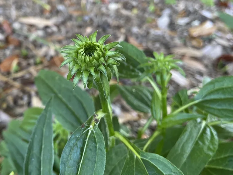 Echinacea ×hybrida 'Balsomold' (Sombrero® Granada Gold) opening flower bud