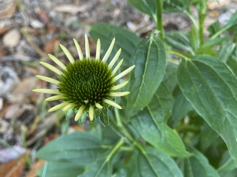 Echinacea ×hybrida 'Balsomold' (Sombrero® Granada Gold) young flower