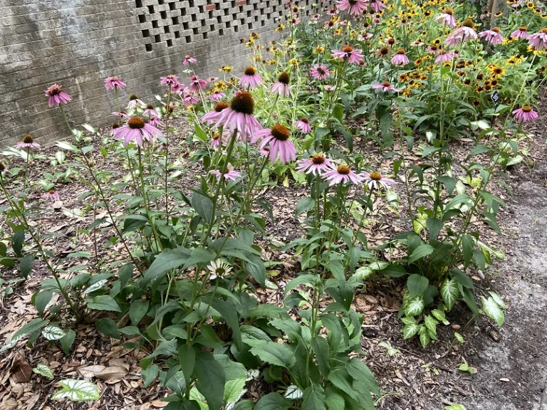 Echinacea purpurea 'Doubledecker' habit