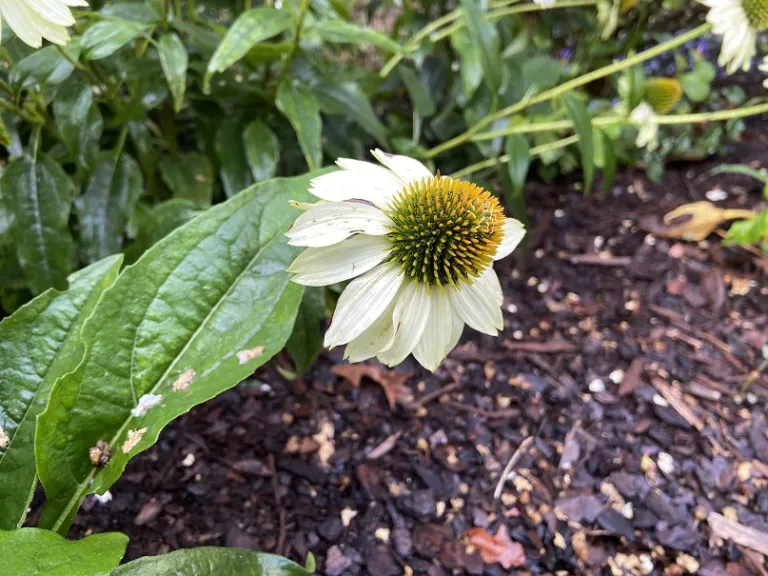 Echinacea purpurea 'White Swan' flower