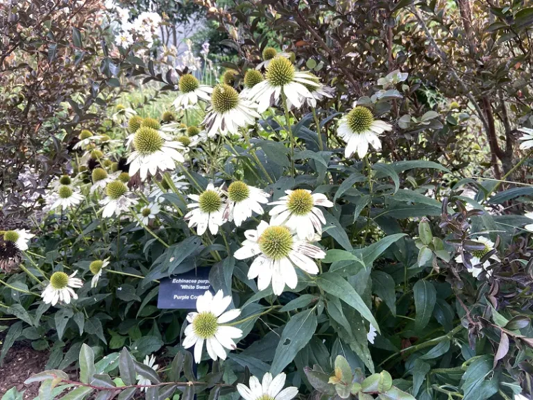 Echinacea purpurea 'White Swan' flowering habit