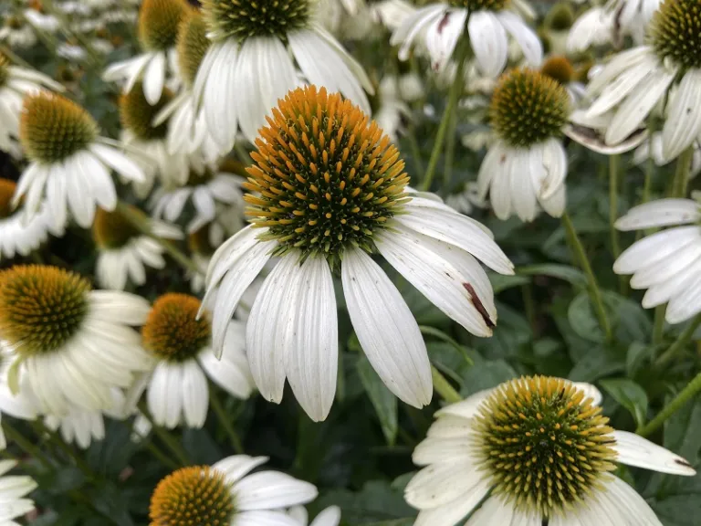 Echinacea purpurea 'PAS702918' (PowWow® White) flower