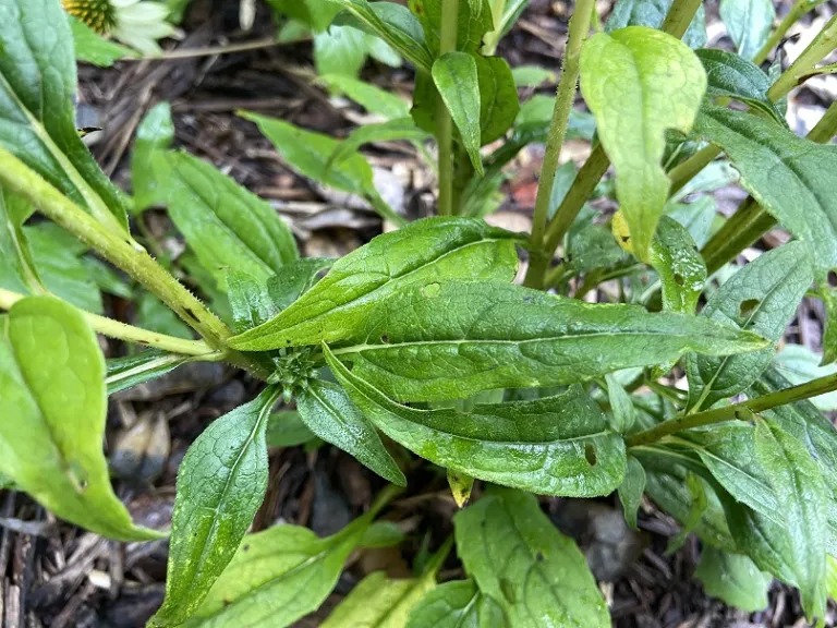 Echinacea purpurea 'PAS702918' (PowWow® White) foliage