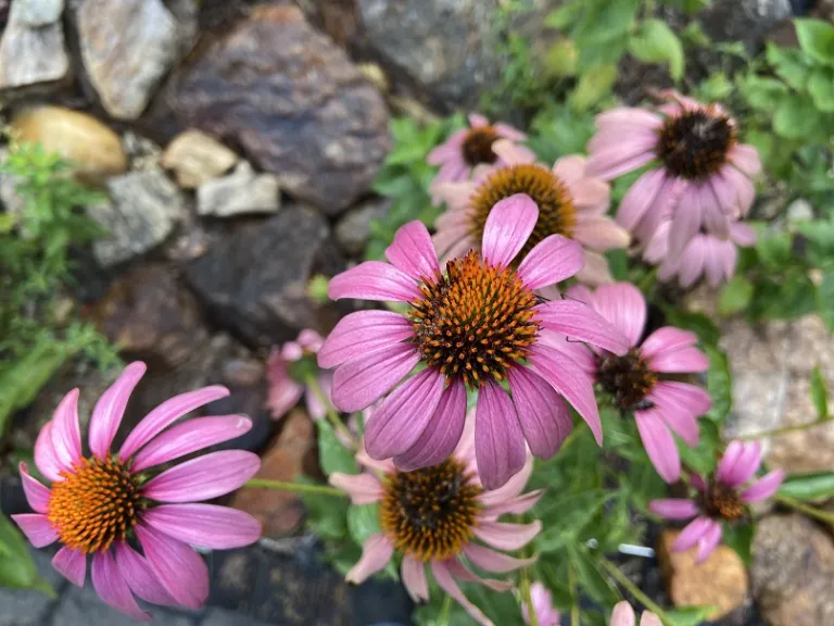 Echinacea purpurea flower