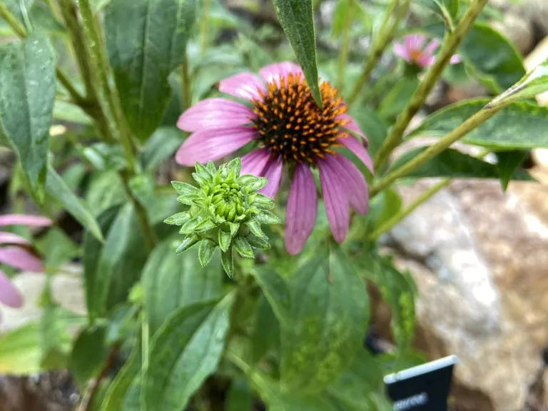 Echinacea purpurea flower bud