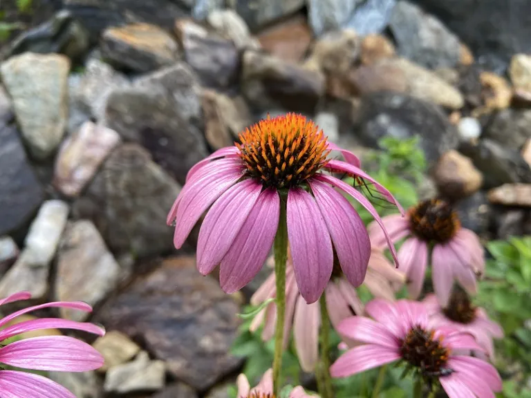 Echinacea purpurea flower