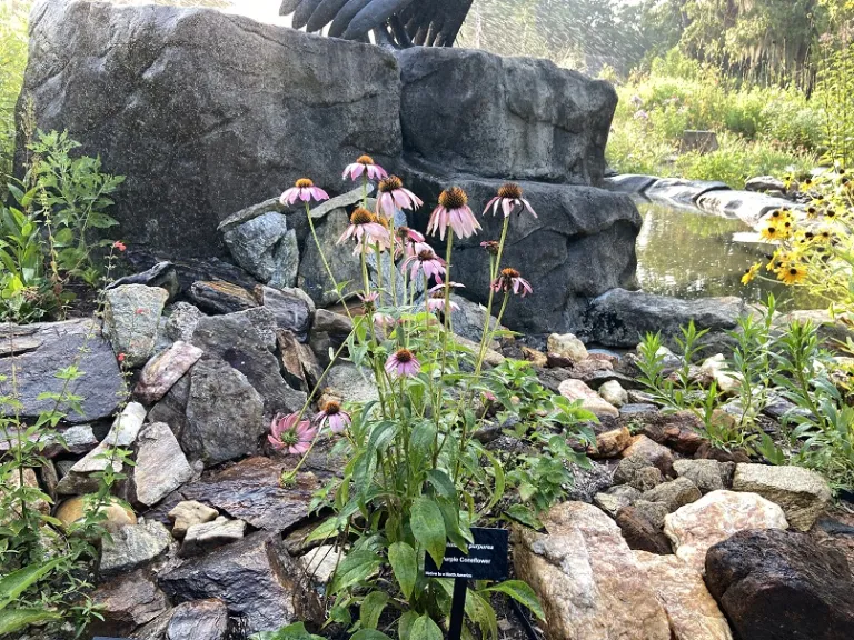 Echinacea purpurea flowering habit